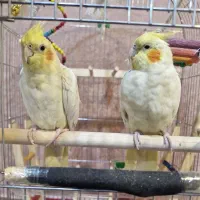 یک جفت عروس هلندی با قفس (توضیحات خوانده شود)