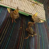 عروس هلندی