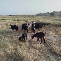 بز کولار