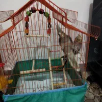 عروس هلندی نروماده