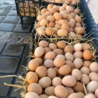 فروش تخم مرغ محلی