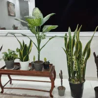 گل طبیعی،سانسوریاابلغ،دیغن باخیا،افوربیا،پتوس ابلغ