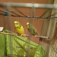 دوعدد مرغ عشق نر مست