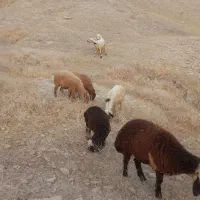 فروش میش