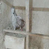 دودی.هفرنگ