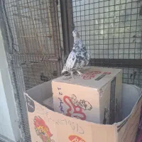 کبوتر