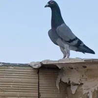 کفترسبز قره سبز سینه سیاه ۳تانرکفتربوم بافیلم پرش