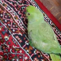 طوطی ملنگو