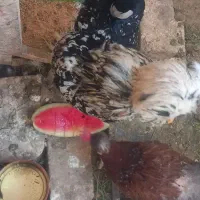 خروس سلطان