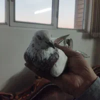 کفتر کاشانی