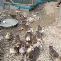 اردک اسرائیلی۲ ماهه و۱ ماهه