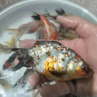 ماهی گلدفیش تاپ گریدکالی کو