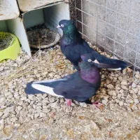جفت سینه سیاه درجه یک