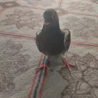 کبوترپلاکی پیداشده
