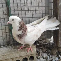 کبوتر هما