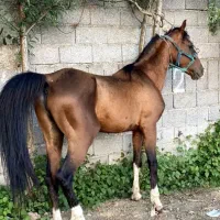 اسب نریان دره شوری ۸ ساله سواری