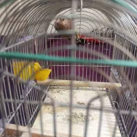 جوجه سره