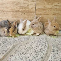 بچه خرگوش