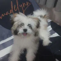 واگذاری مالتیز نر