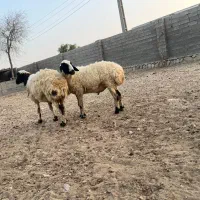 بره نر
