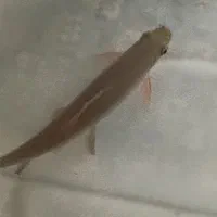 شارک رنبو سالم و سرحال