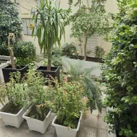 نیروی کار جهت کار کشاورزی و باغداری