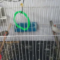جفت فنچ در حال تخم