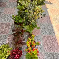 گل شاداب