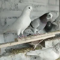 کبوتر بلند پرواز