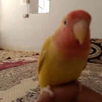 طوطی کوتوله