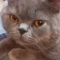 گربه اسکاتیش