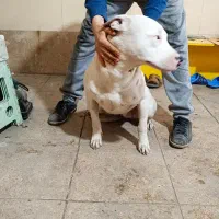 سگ داگوارژانتینی15