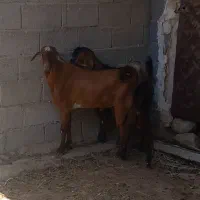 کهره نر
