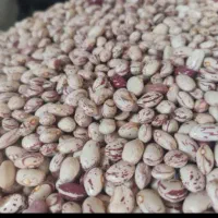 لوبیا چیتی