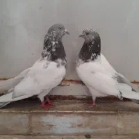 یه جفت کله دم قهوه ای