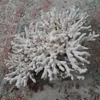 سنگ مرجان درختی