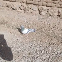 کبوتر