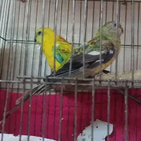 طوطی آوازه خوان جفت