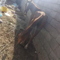 اسب|اسب و تجهیزات اسب‌سواری|رودان, |دیوار