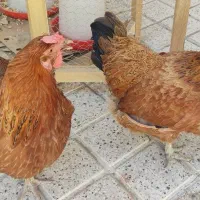 دو تا مرغ حنایی