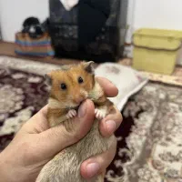 همستر نر و ماده مینیاتوری