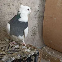 کبوتر .پرنده