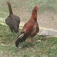 مرغ و خروس لاری