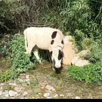 گوساله چاق و چله باب قصابی و داشت