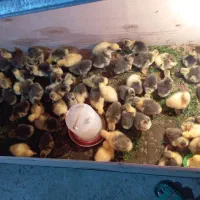 تعداد زیادی جوجه غاز محلی وقوغاز در هفته مو