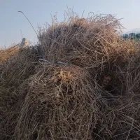 یونجه