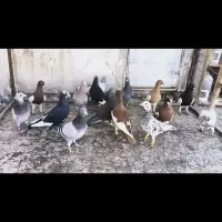 ۱۷ تا کفتر درجه خودمونی پلاکی