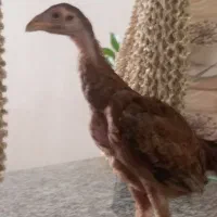 جوجه لاری مرغ