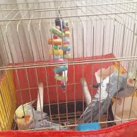 یک جفت عروس سخنگو