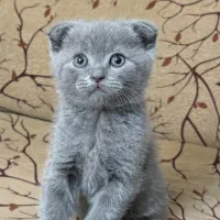 گربه اسکاتیش نر